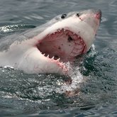 great white shark cage diving